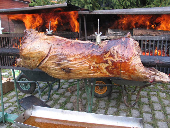 21 Wildschwein