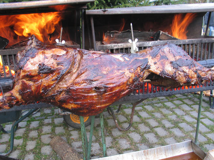 32 Wildschwein