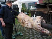 03  Achim, Wildschwein